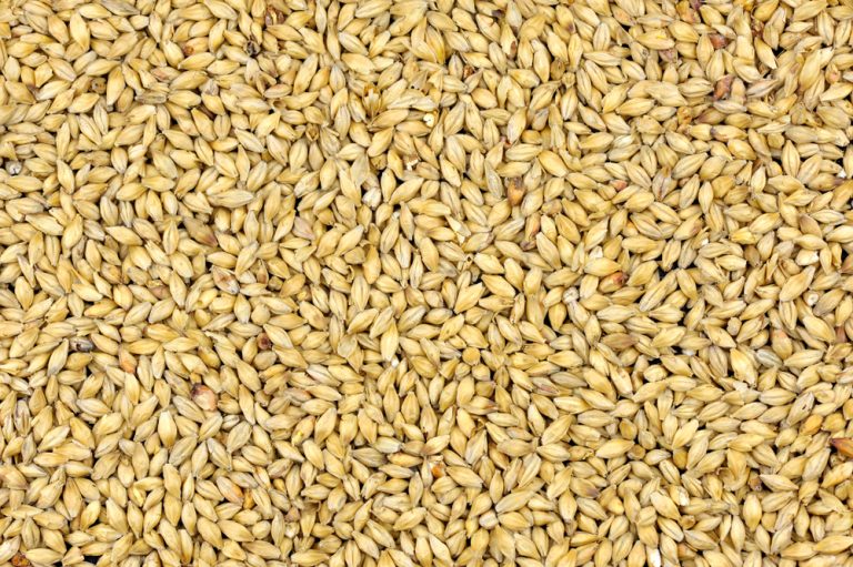 What’s the Difference? Golden Promise, 2-Row and Maris Otter Base Grains Compared