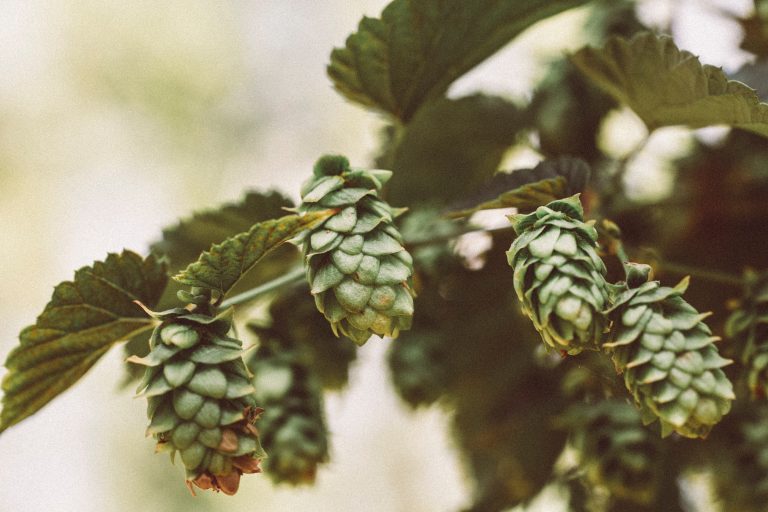 All About Hop Additions in Homebrewing
