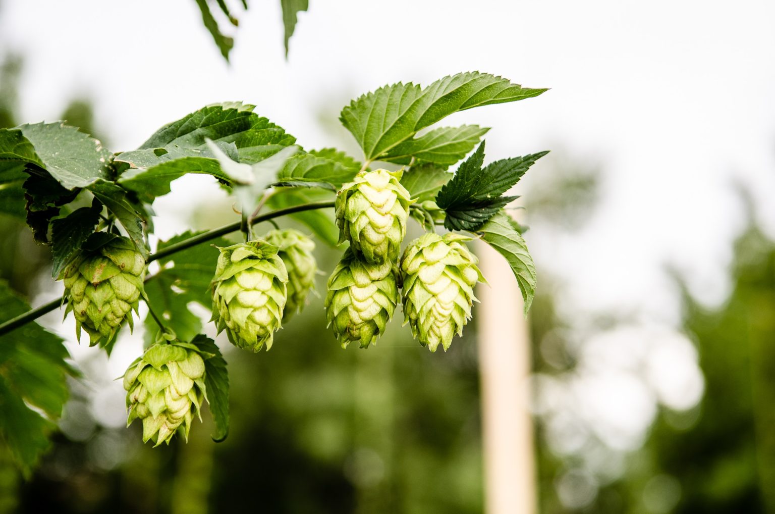 classic ipa hops