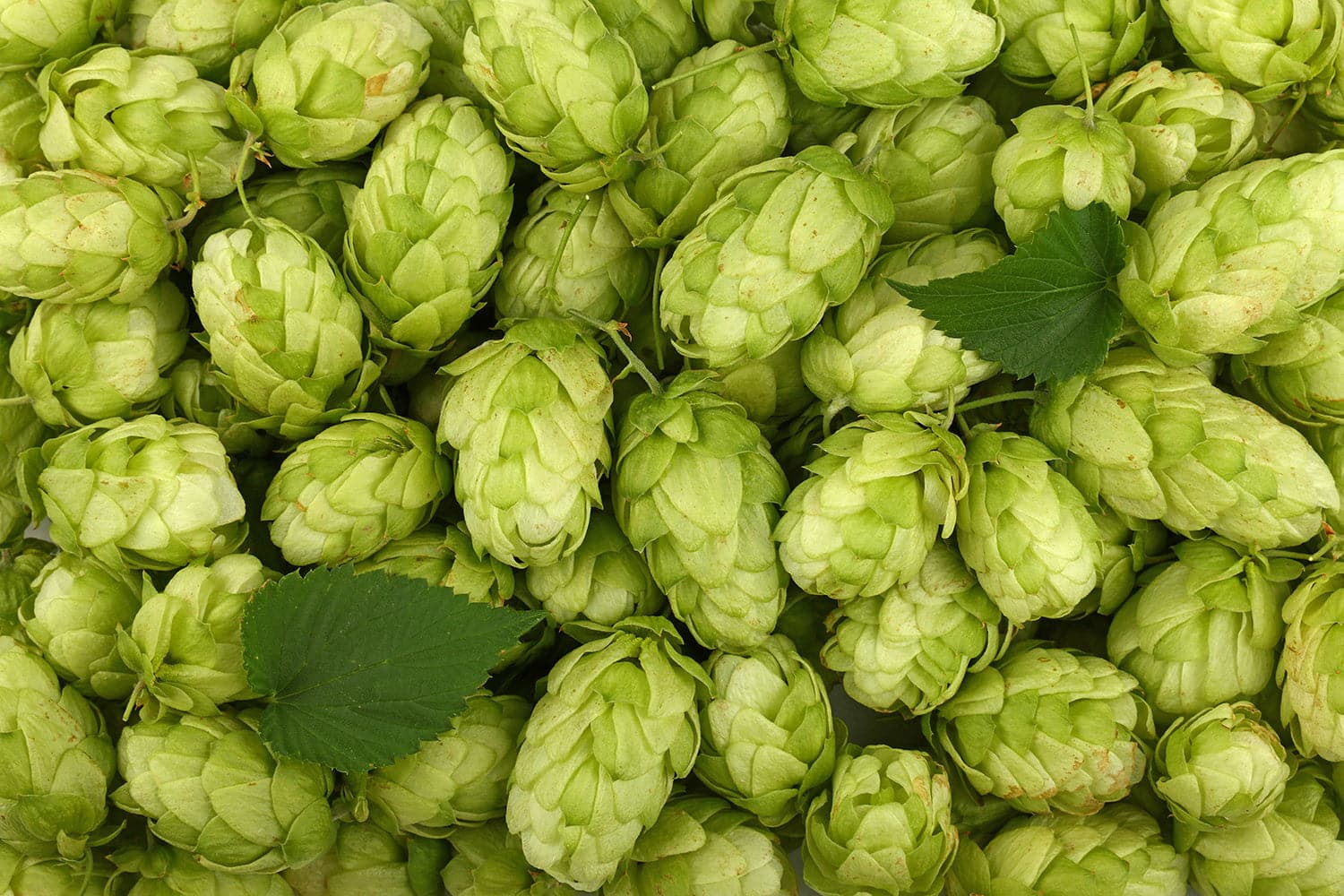 The Role Of Hops In Craft Beer