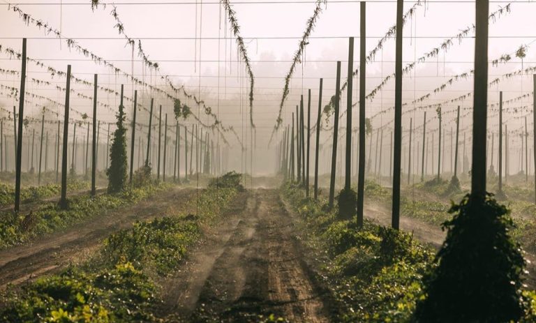 How the Pacific Northwest Hop Yards Survived the 2020 Wildfires
