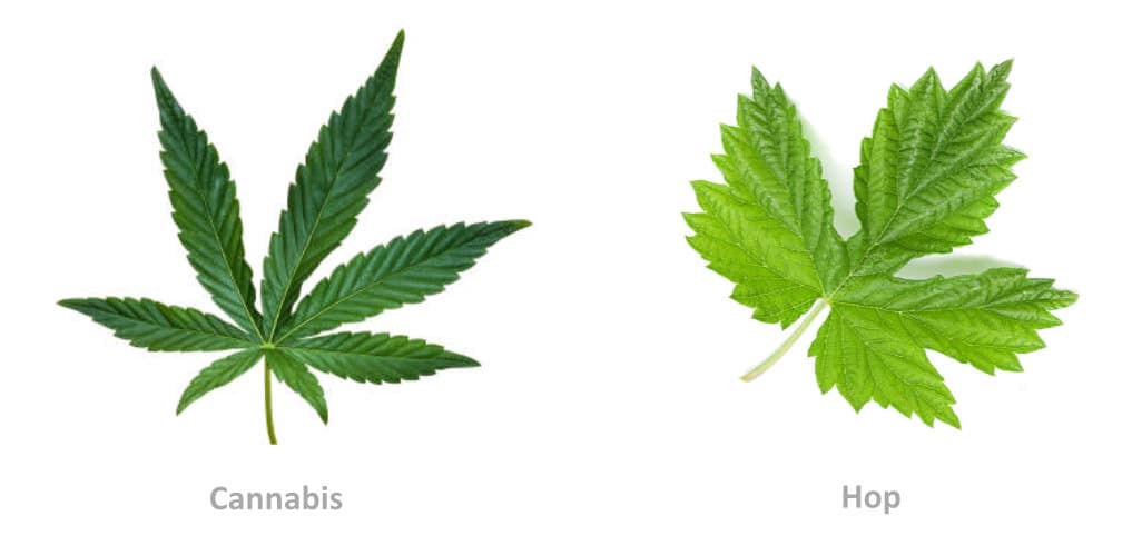 cannabis and hop leaves