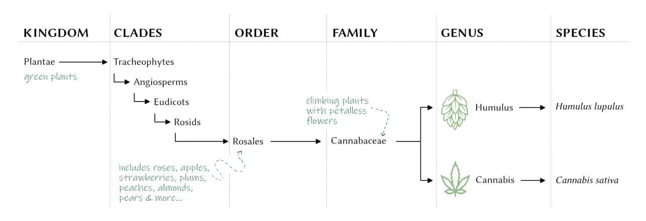 cannabis and hops family tree