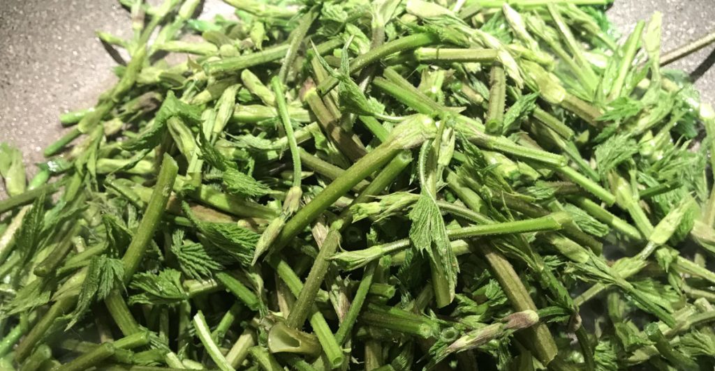 What are Hop Shoots? Beer Maverick