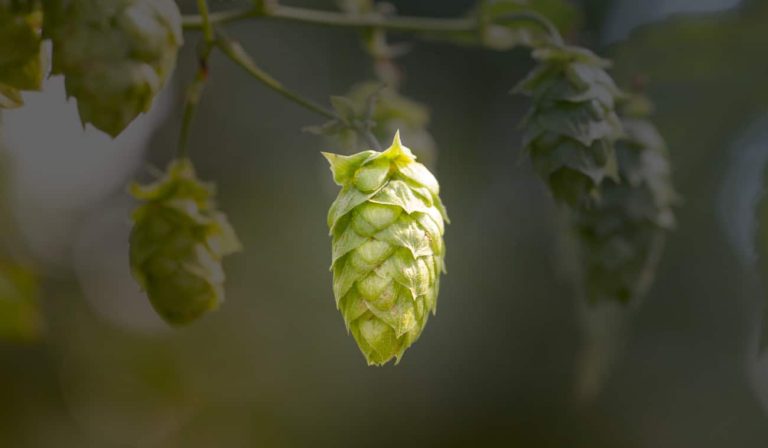 The Best New Hop From Each Country