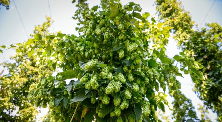 Detailed Plans to Build Your Own Hop Trellis