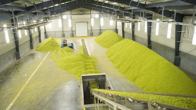Beyond Pellets: Transforming Hops with Technology