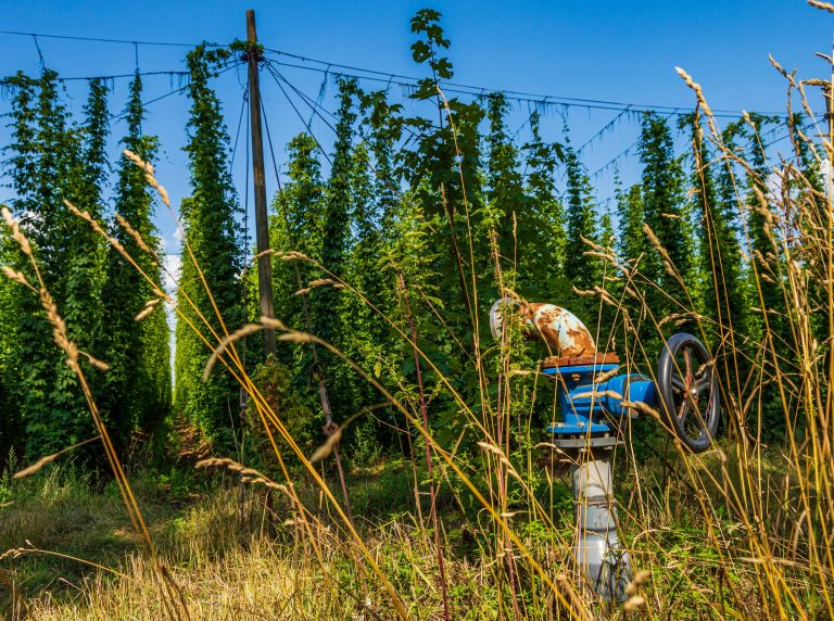 USDA Releases 2022 Hop Planting Report