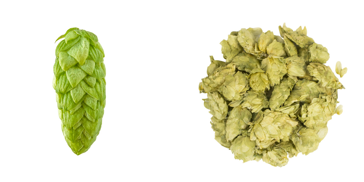 Mosaic Hops Substitution, Flavor, Aroma Beer Maverick