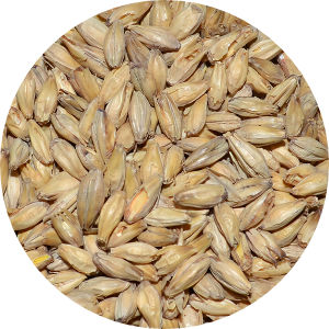 6-Row Pale Malt Image