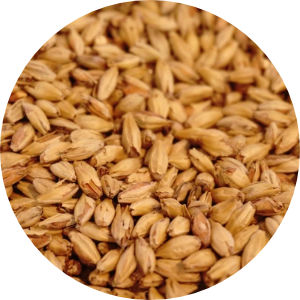 Amber Malt Image