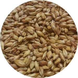 Chit Malt Image