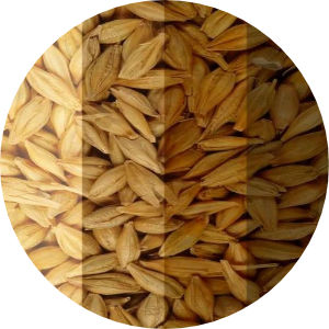 Caramel/Crystal Malt Image