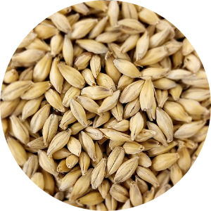 Pilsner Malt Image