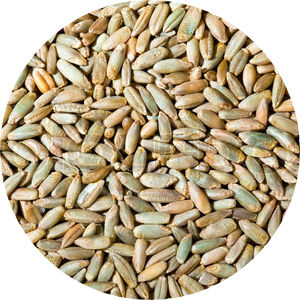 Rye Malt Image